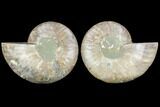 Sliced Ammonite Fossil - Agatized #125027-1